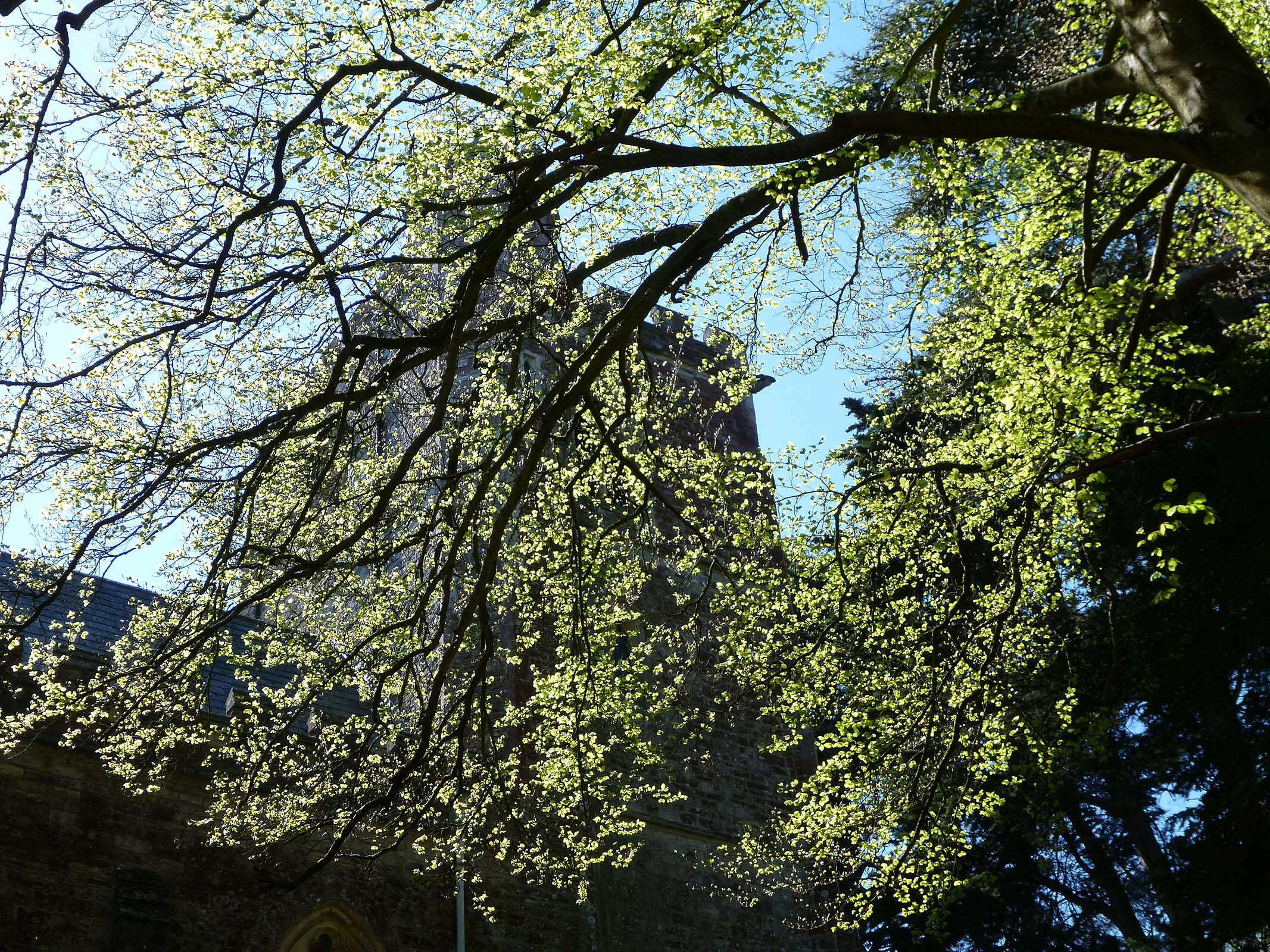 Image of European beech