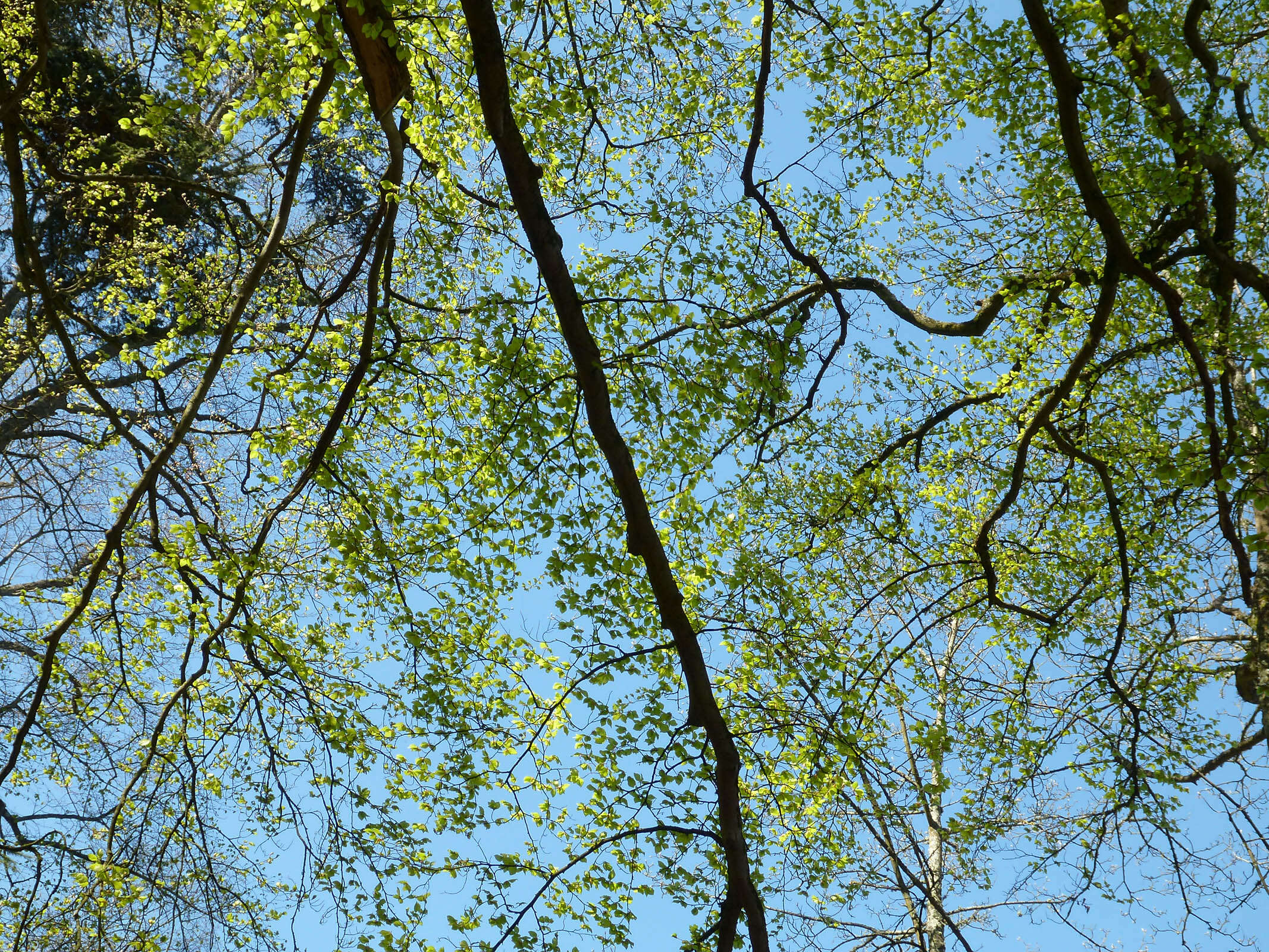 Image of European beech