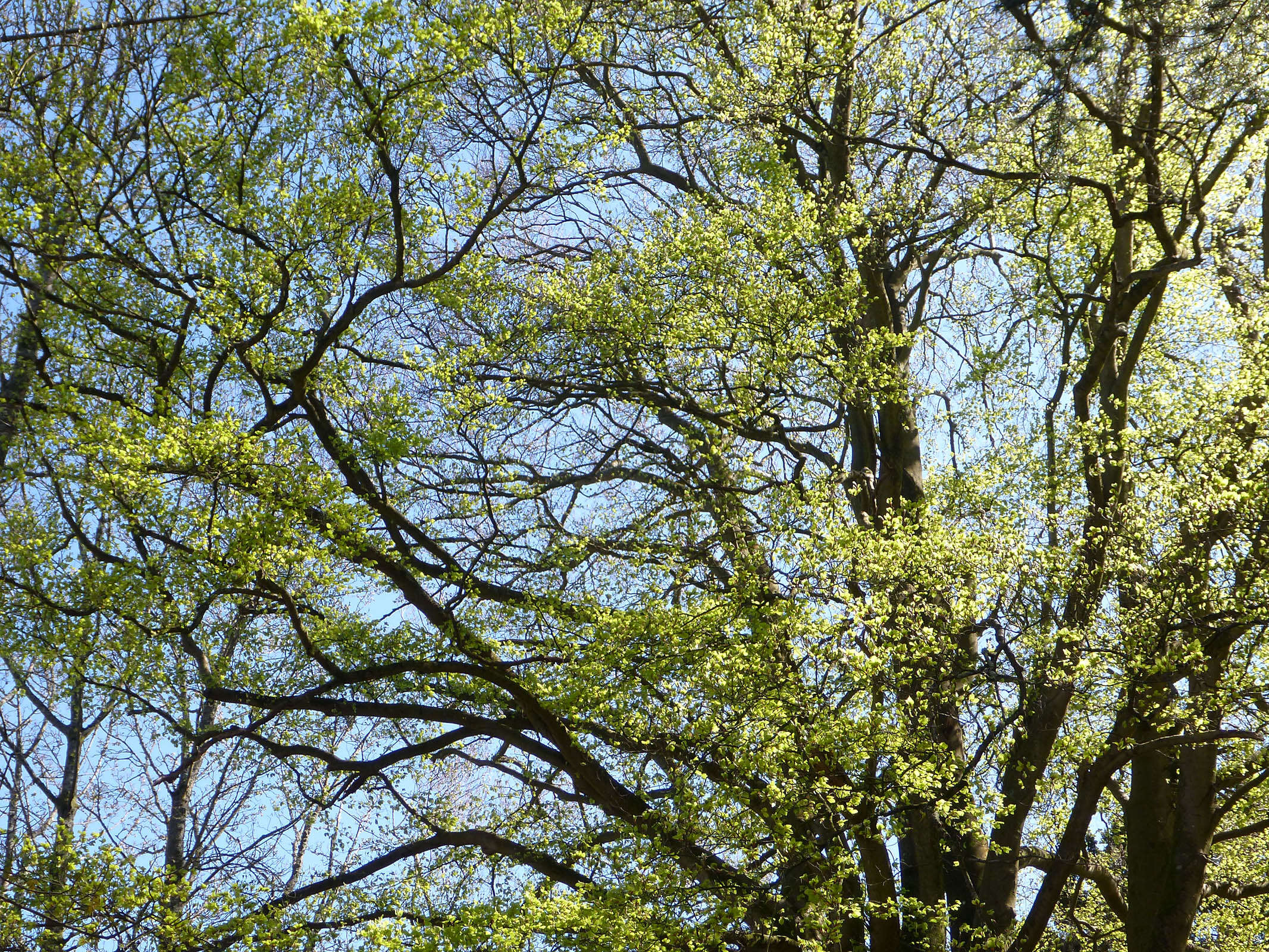 Image of European beech