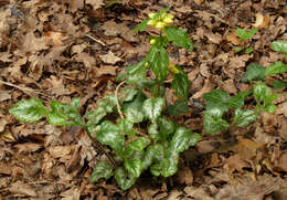 Imagem de Lamium galeobdolon subsp. argentatum (Smejkal) J. Duvign.