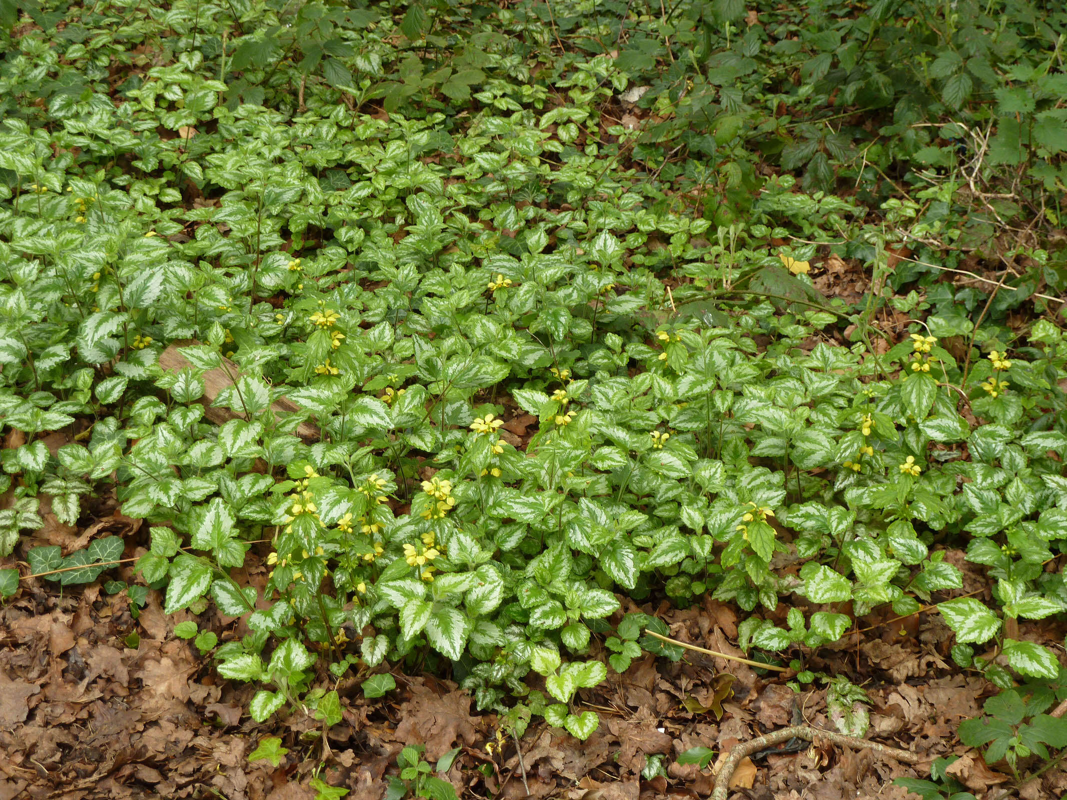 Imagem de Lamium galeobdolon subsp. argentatum (Smejkal) J. Duvign.