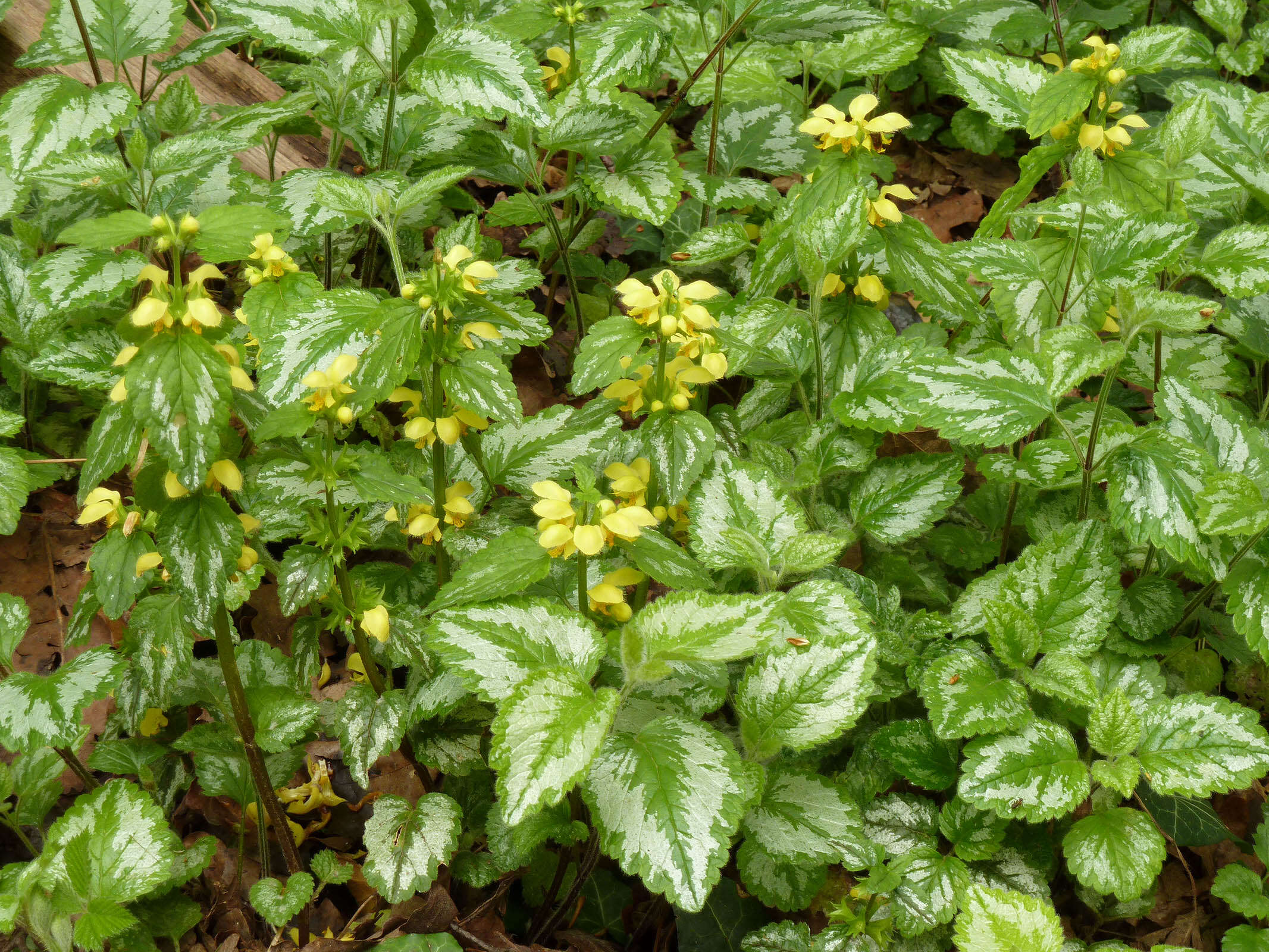 Imagem de Lamium galeobdolon subsp. argentatum (Smejkal) J. Duvign.