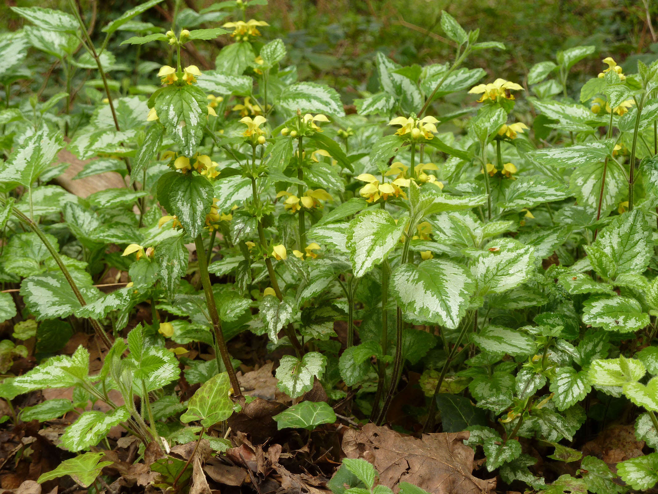 Imagem de Lamium galeobdolon subsp. argentatum (Smejkal) J. Duvign.