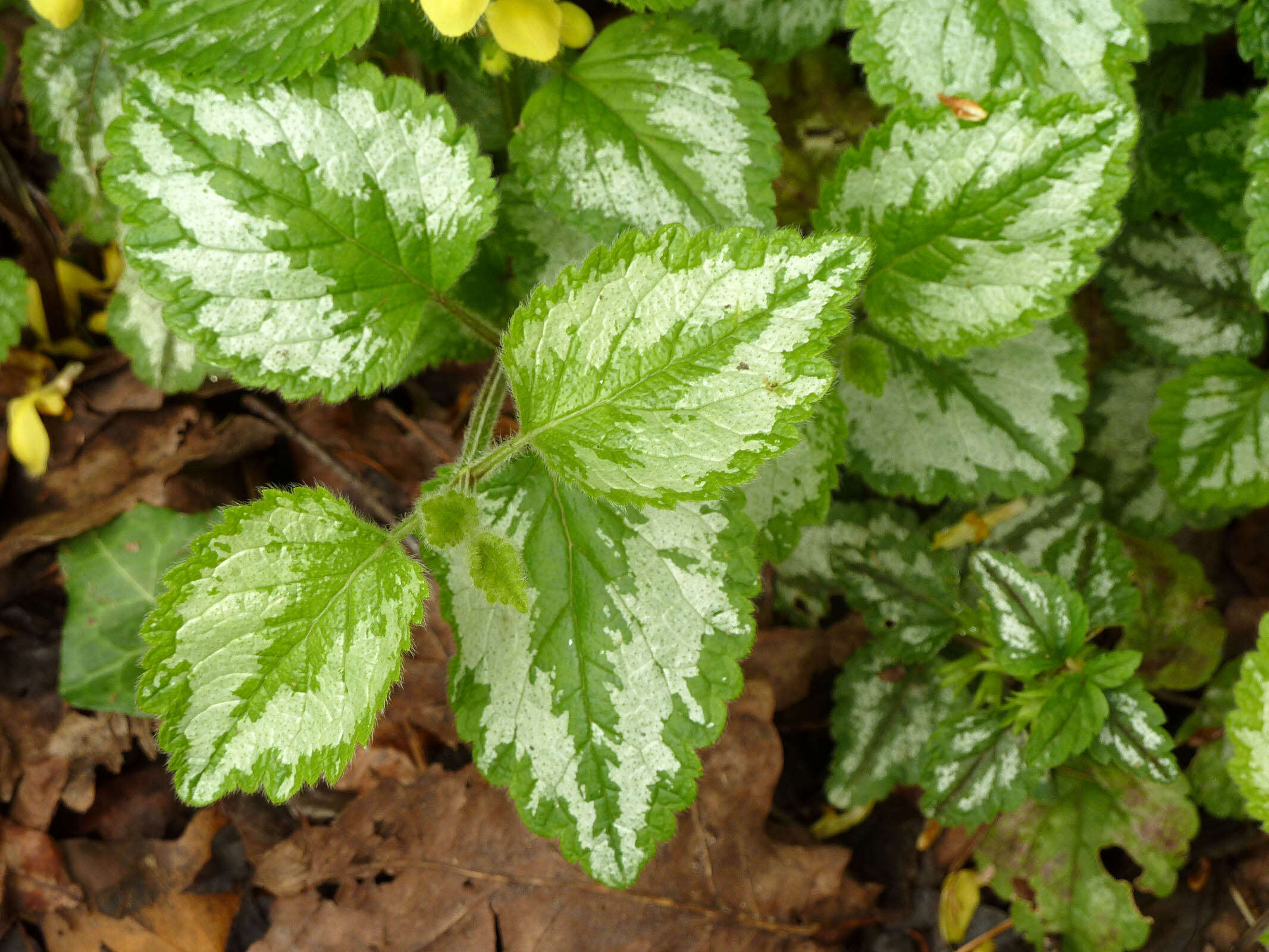 Imagem de Lamium galeobdolon subsp. argentatum (Smejkal) J. Duvign.