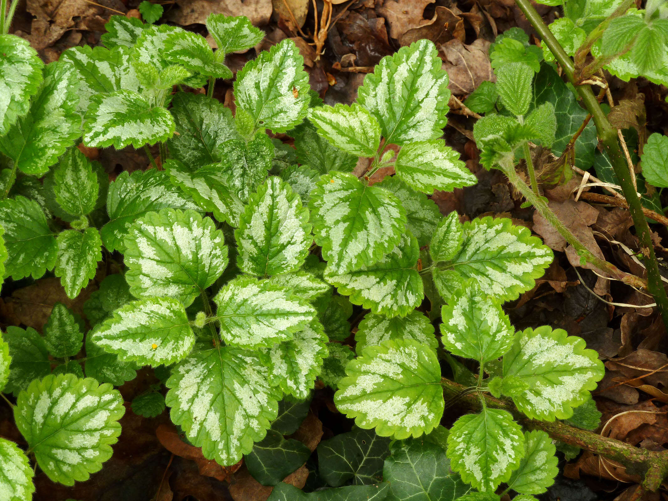 Imagem de Lamium galeobdolon subsp. argentatum (Smejkal) J. Duvign.