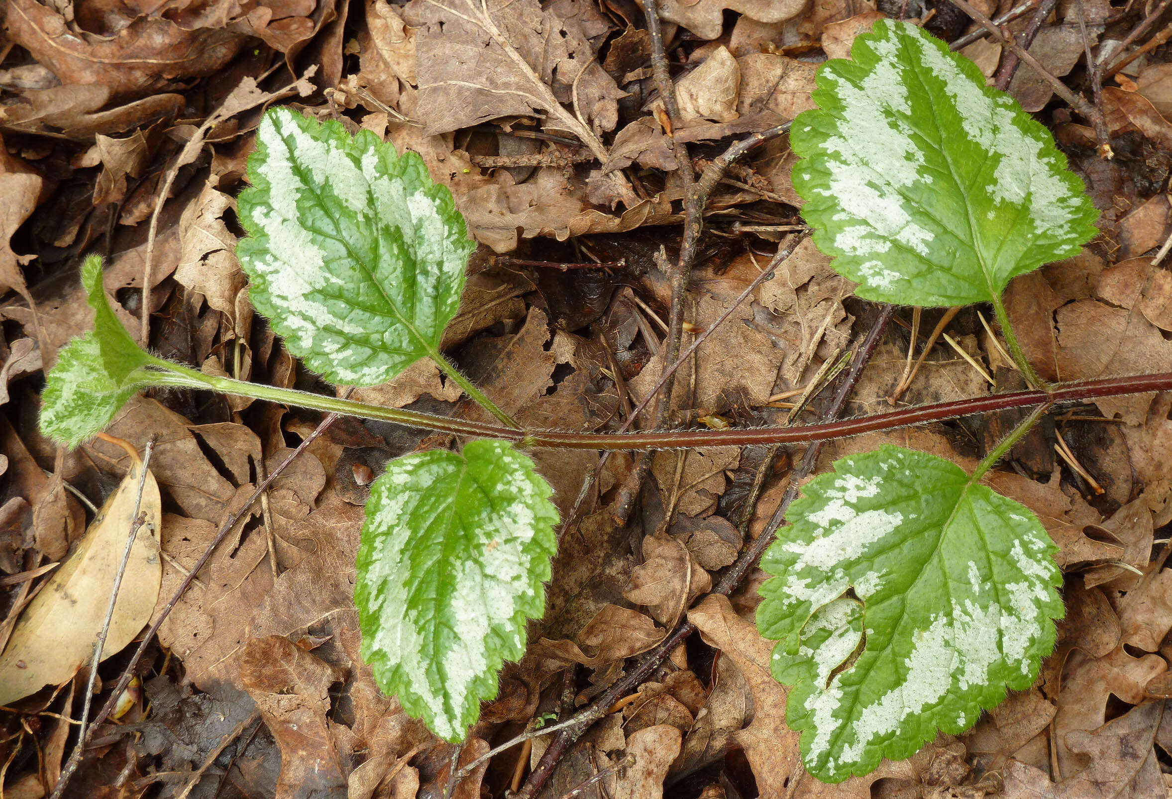 Imagem de Lamium galeobdolon subsp. argentatum (Smejkal) J. Duvign.