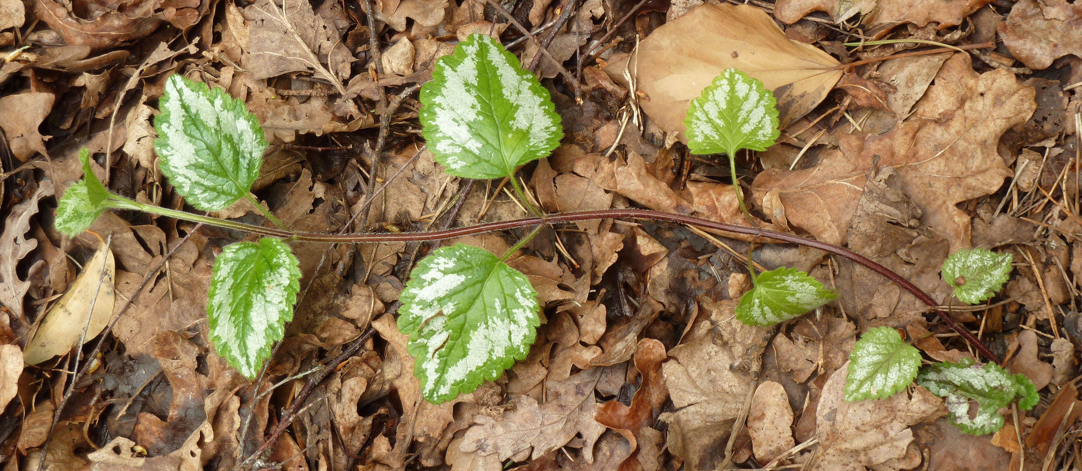 Imagem de Lamium galeobdolon subsp. argentatum (Smejkal) J. Duvign.