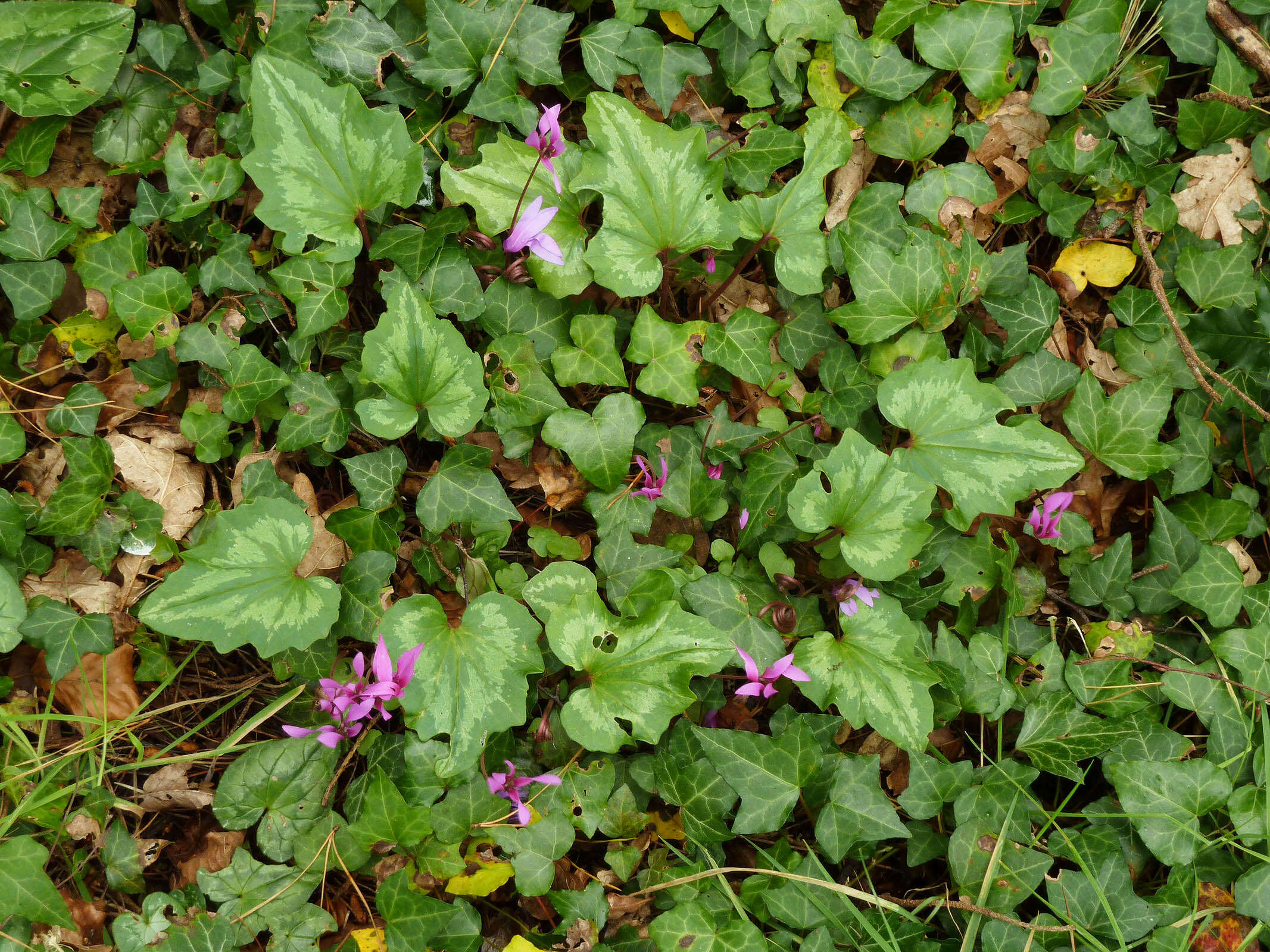 <i>Cyclamen <i>repandum</i></i> subsp. repandum resmi