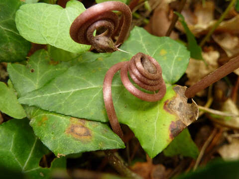 Image de <i>Cyclamen <i>repandum</i></i> subsp. repandum