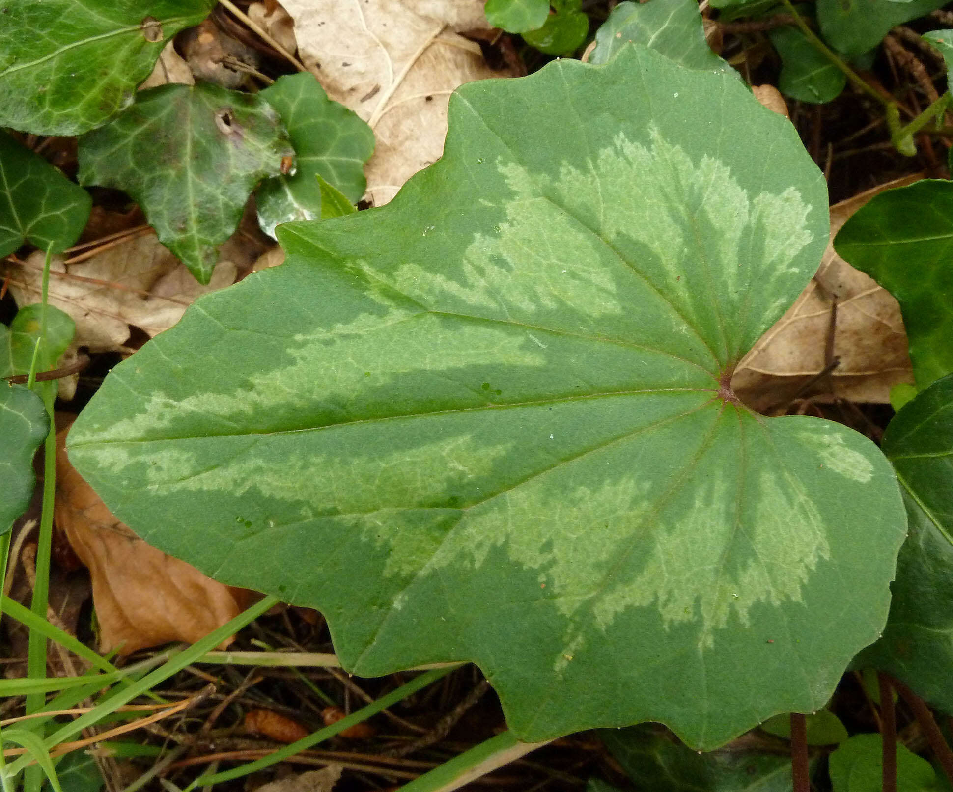 <i>Cyclamen <i>repandum</i></i> subsp. repandum resmi