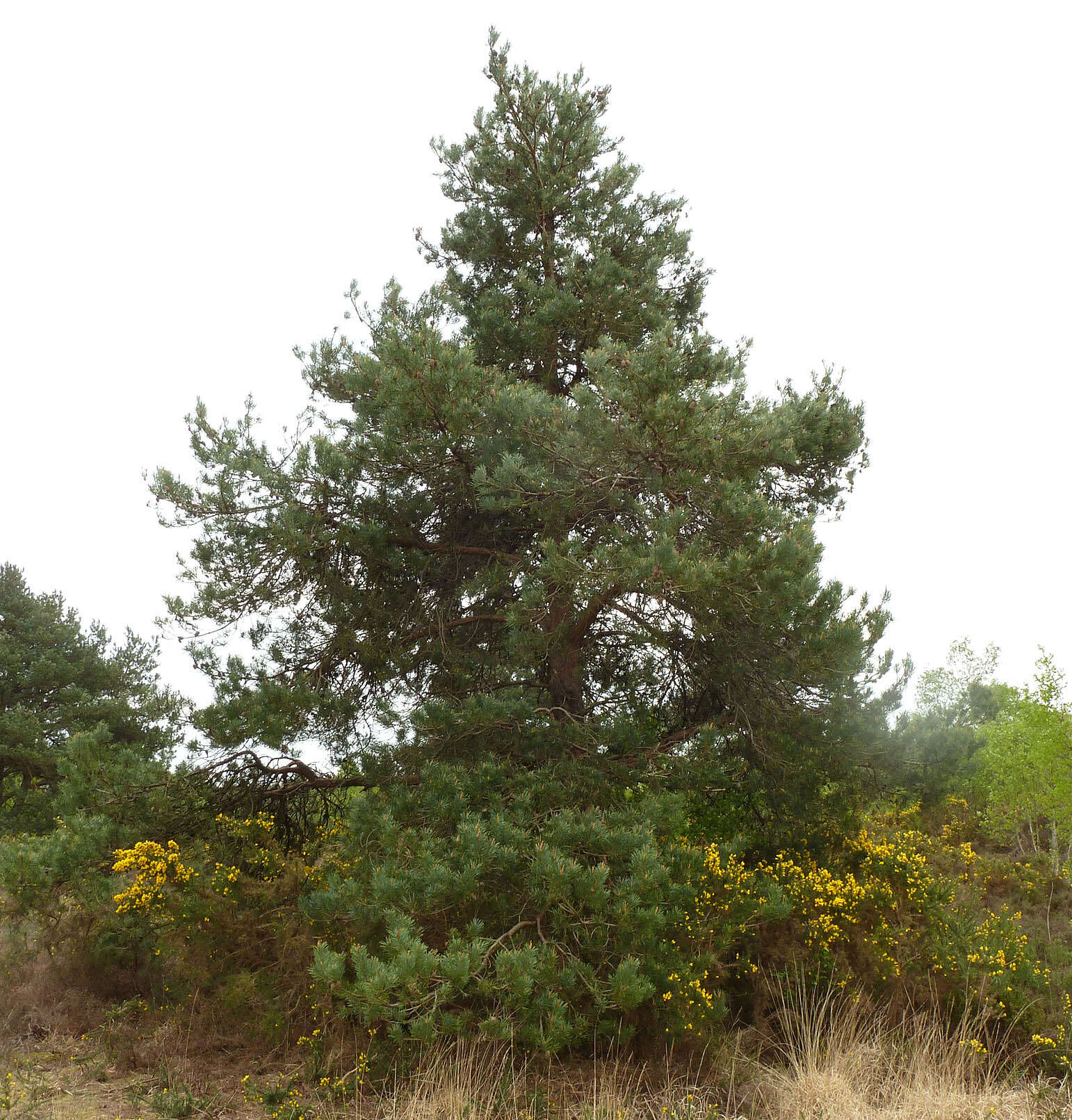 Image of Scotch Pine