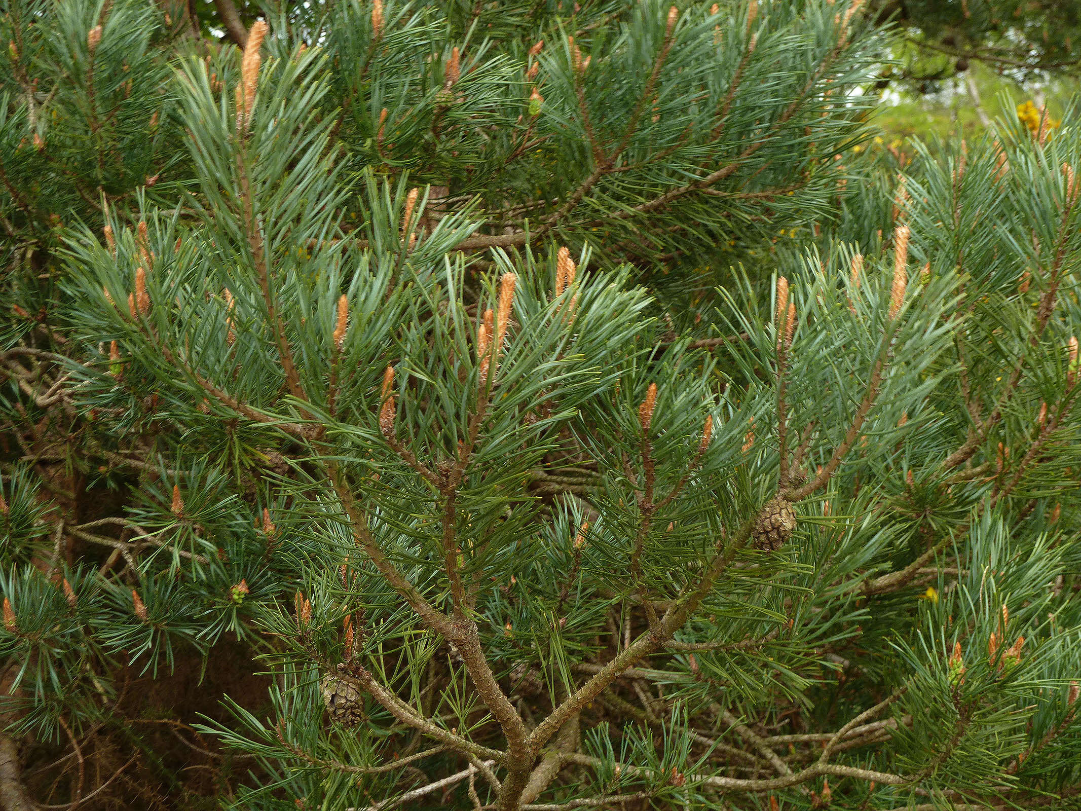 Image of Scotch Pine