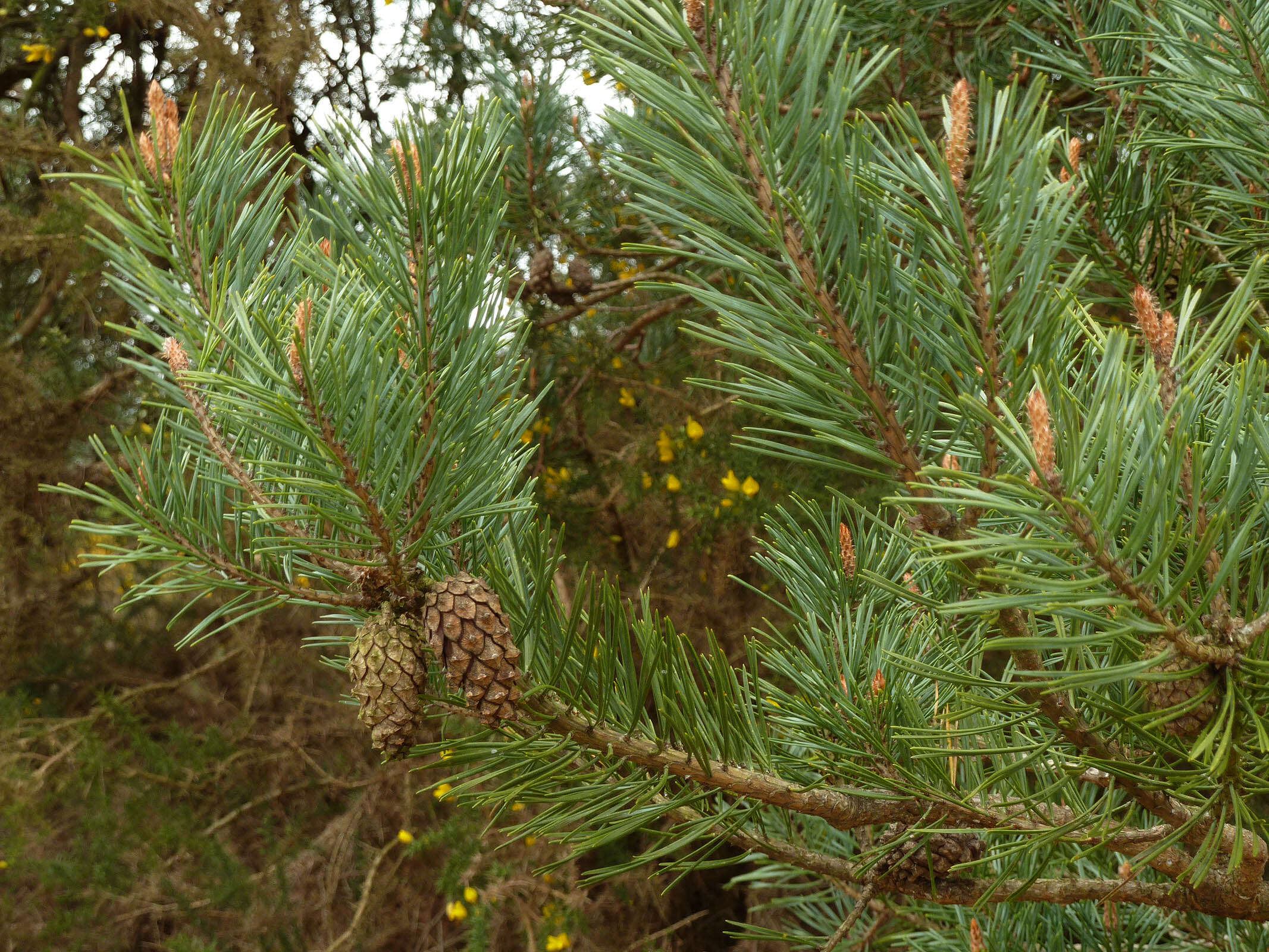 Image of Scotch Pine