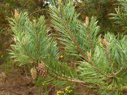 Image of Scotch Pine