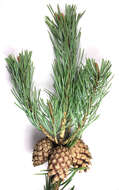 Image of Scotch Pine