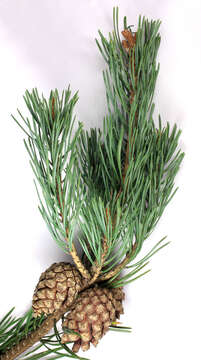 Image of Scotch Pine