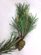 Image of Scotch Pine