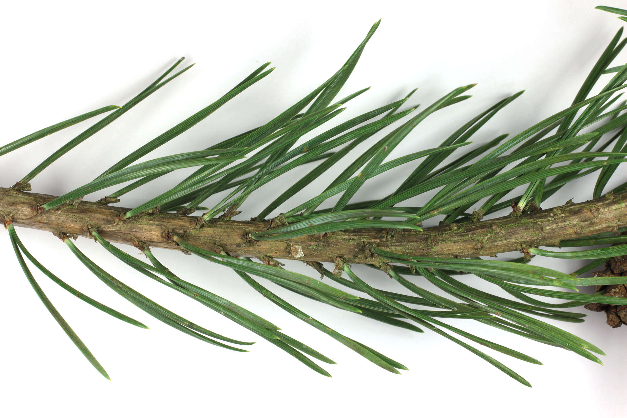 Image of Scotch Pine