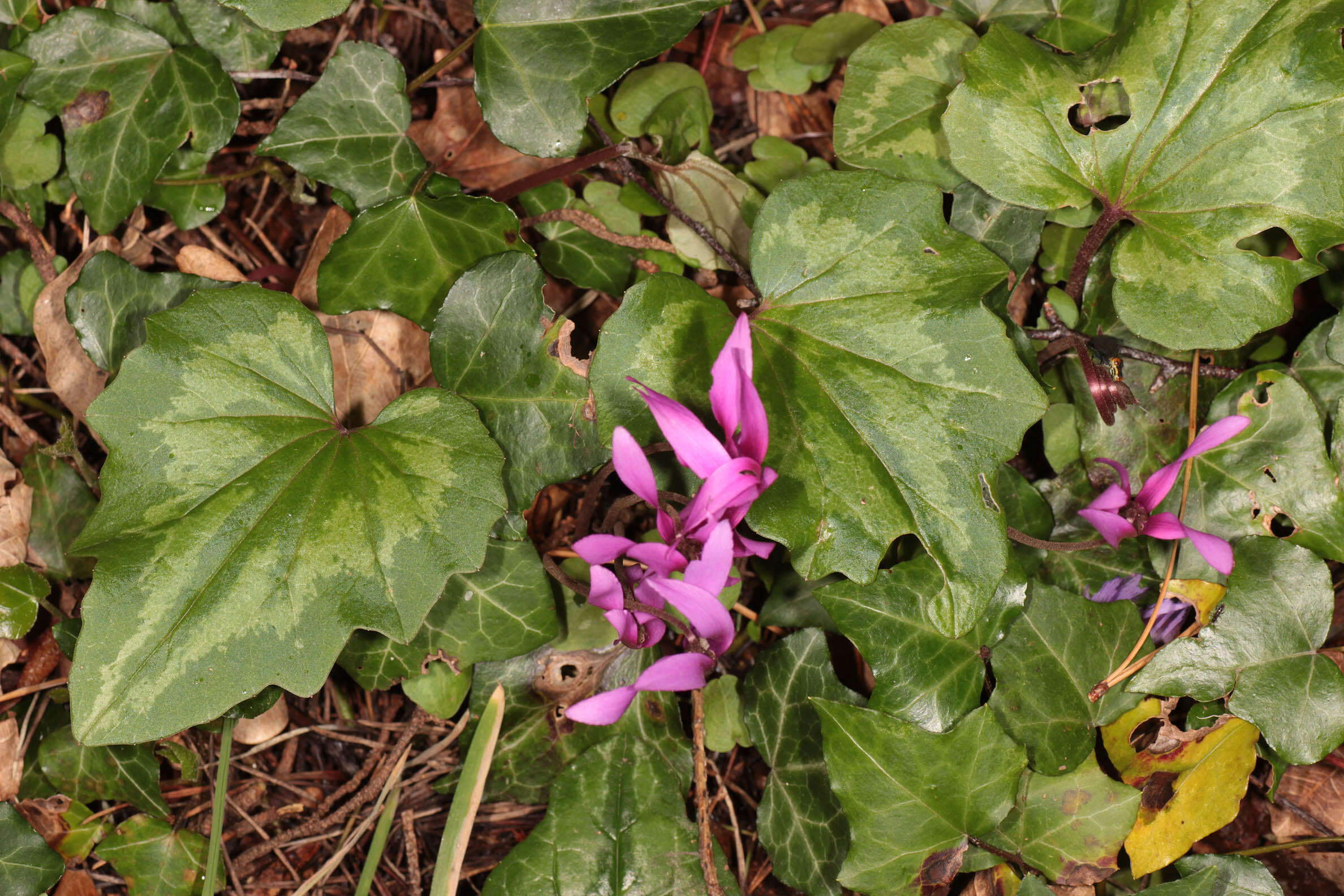 Image of <i>Cyclamen <i>repandum</i></i> subsp. repandum