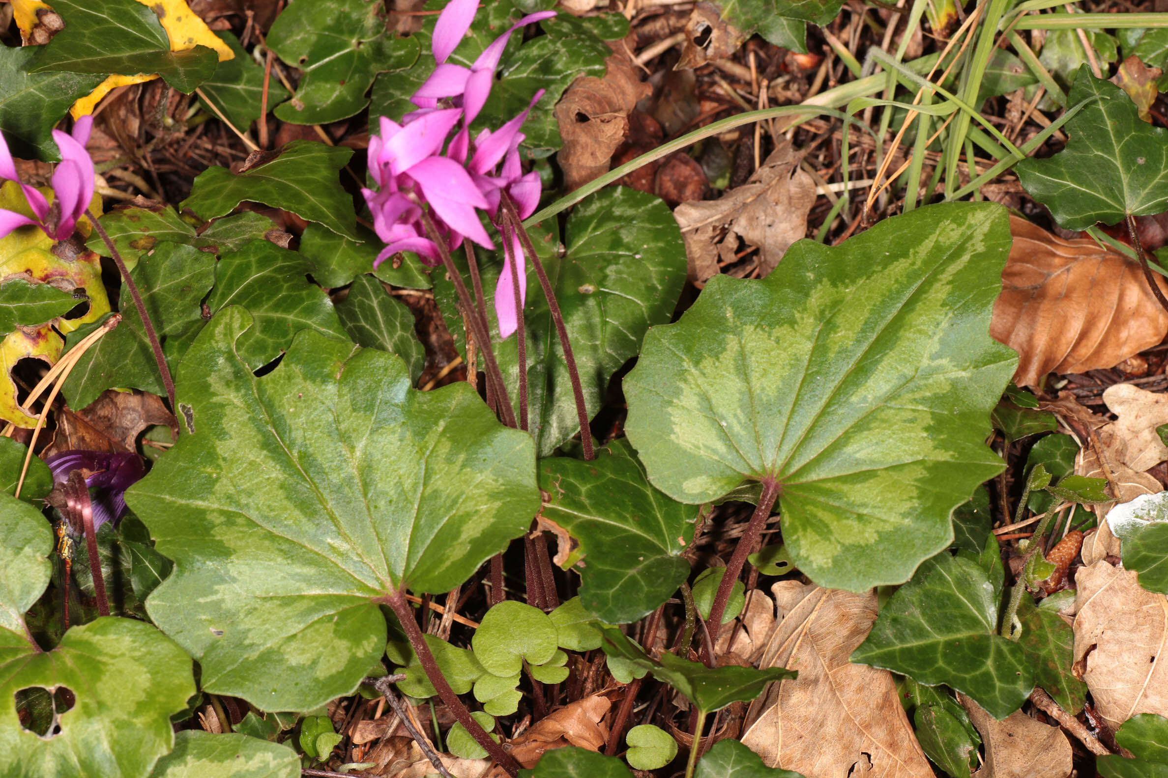 Image of <i>Cyclamen <i>repandum</i></i> subsp. repandum