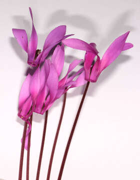 <i>Cyclamen <i>repandum</i></i> subsp. repandum resmi