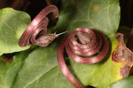 Image de <i>Cyclamen <i>repandum</i></i> subsp. repandum