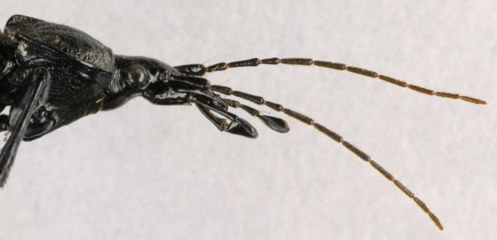 Image of Cychrus caraboides (Linnaeus 1758)