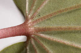 Image de <i>Cyclamen <i>repandum</i></i> subsp. repandum