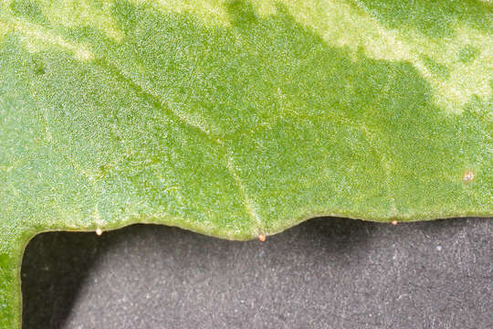Image de <i>Cyclamen <i>repandum</i></i> subsp. repandum