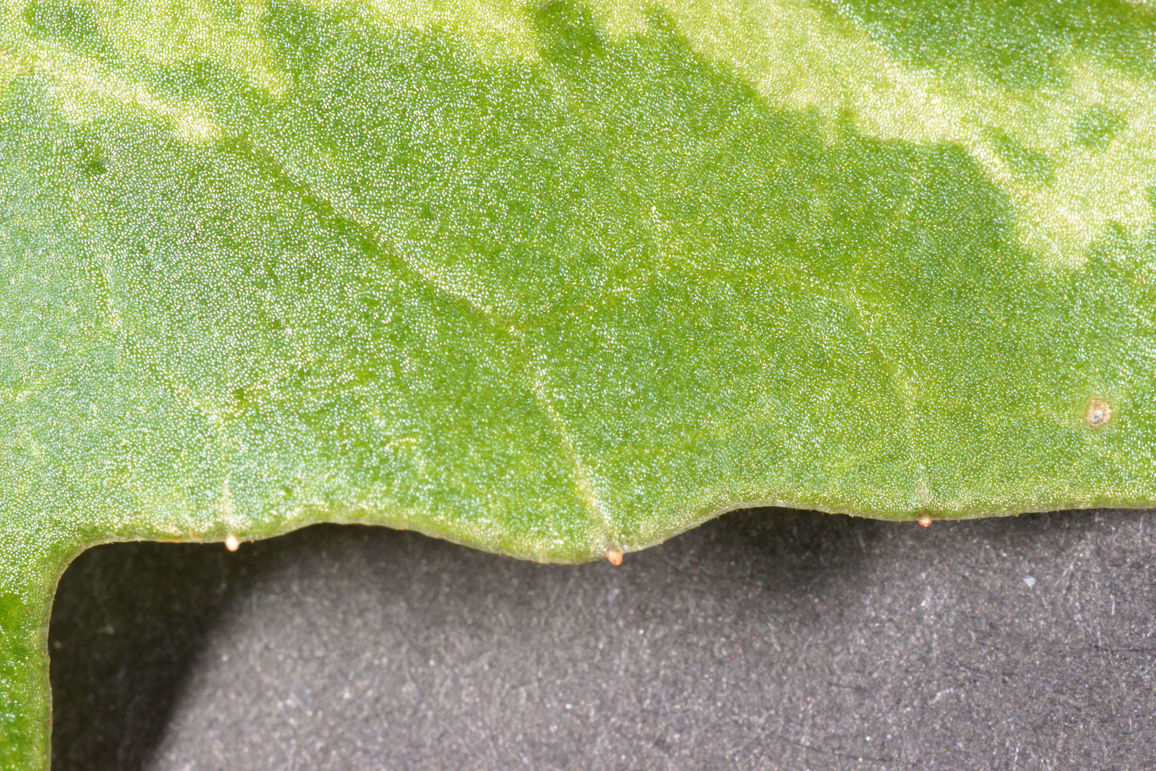 Image of <i>Cyclamen <i>repandum</i></i> subsp. repandum