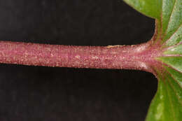 Image of <i>Cyclamen <i>repandum</i></i> subsp. repandum