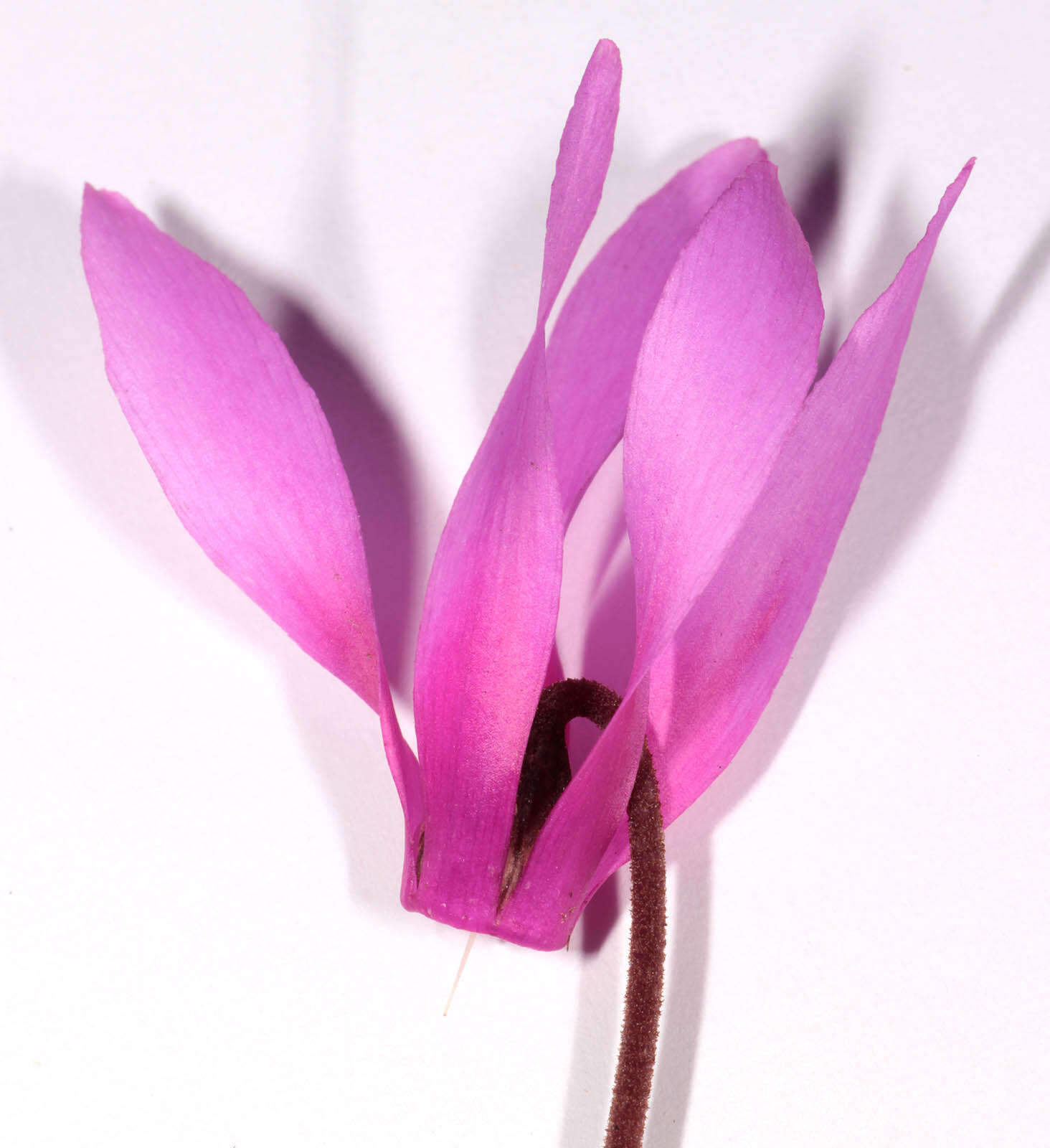 <i>Cyclamen <i>repandum</i></i> subsp. repandum resmi