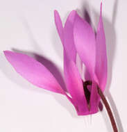 Image of <i>Cyclamen <i>repandum</i></i> subsp. repandum