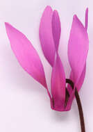 Image of <i>Cyclamen <i>repandum</i></i> subsp. repandum