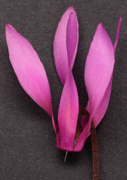 Image of <i>Cyclamen <i>repandum</i></i> subsp. repandum