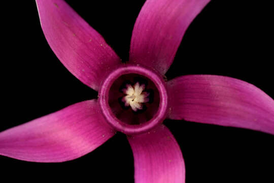 Image of <i>Cyclamen <i>repandum</i></i> subsp. repandum