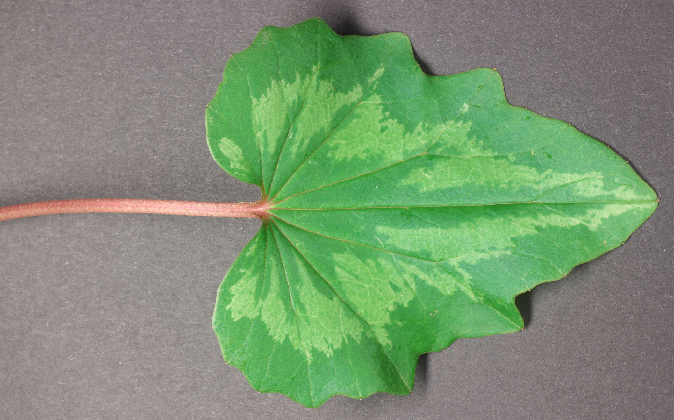 Image of <i>Cyclamen <i>repandum</i></i> subsp. repandum