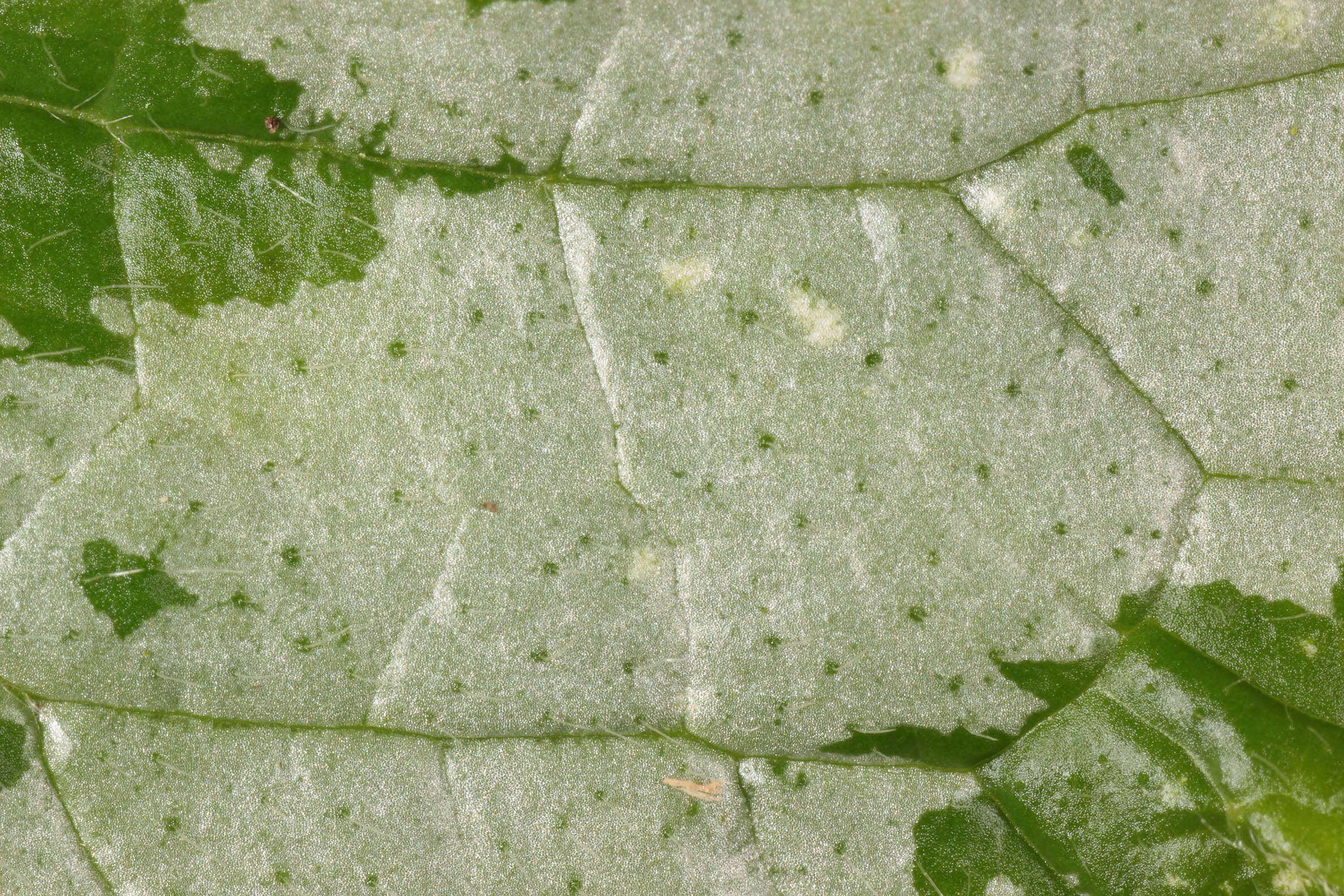 Imagem de Lamium galeobdolon subsp. argentatum (Smejkal) J. Duvign.