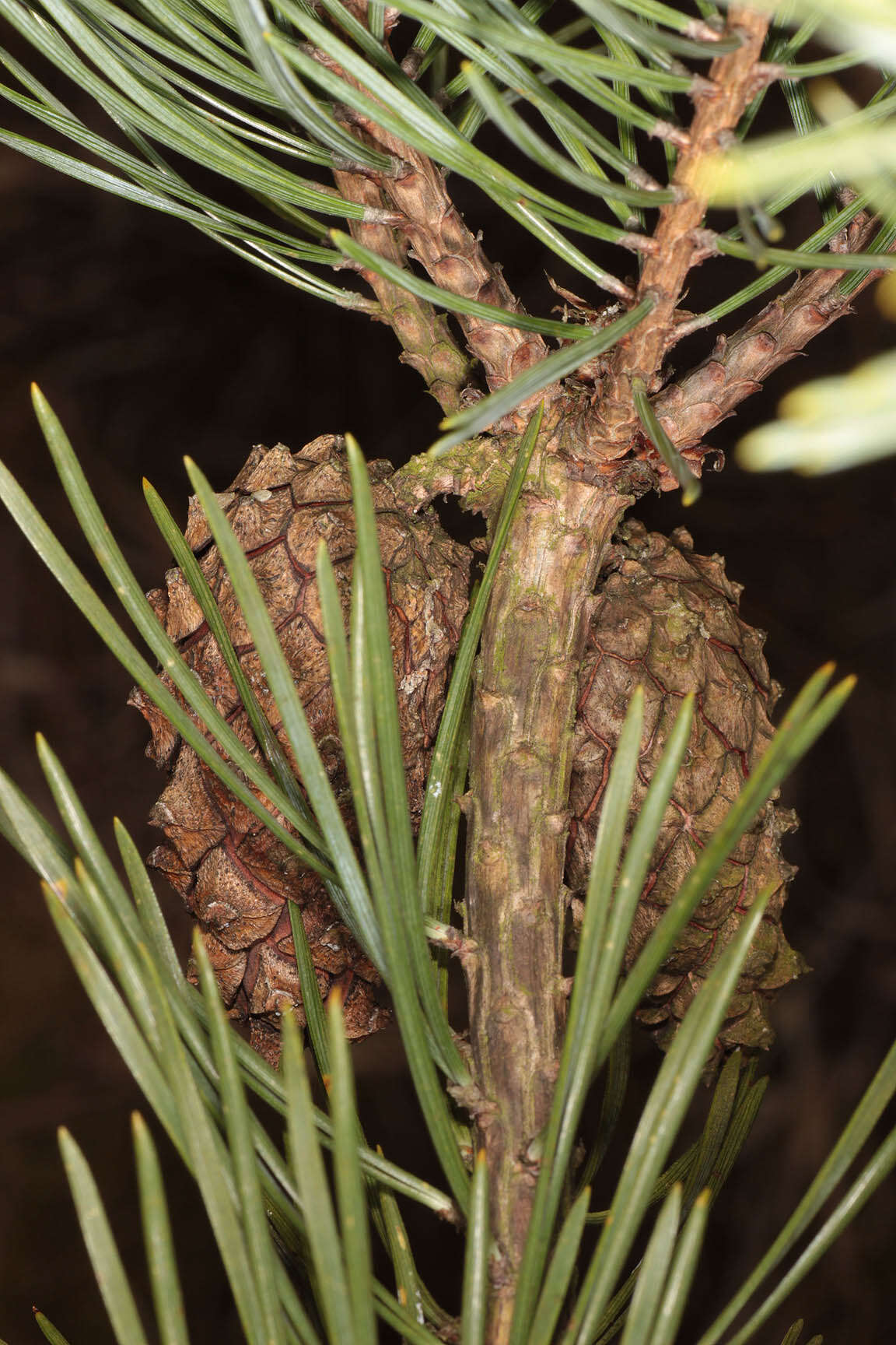 Image of Scotch Pine