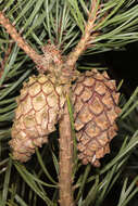 Image of Scotch Pine