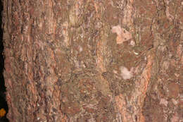 Image of Scotch Pine