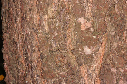 Image of Scotch Pine