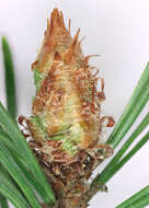 Image of Scotch Pine