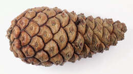 Image of Pinus nigra subsp. laricio (Poir.) Maire