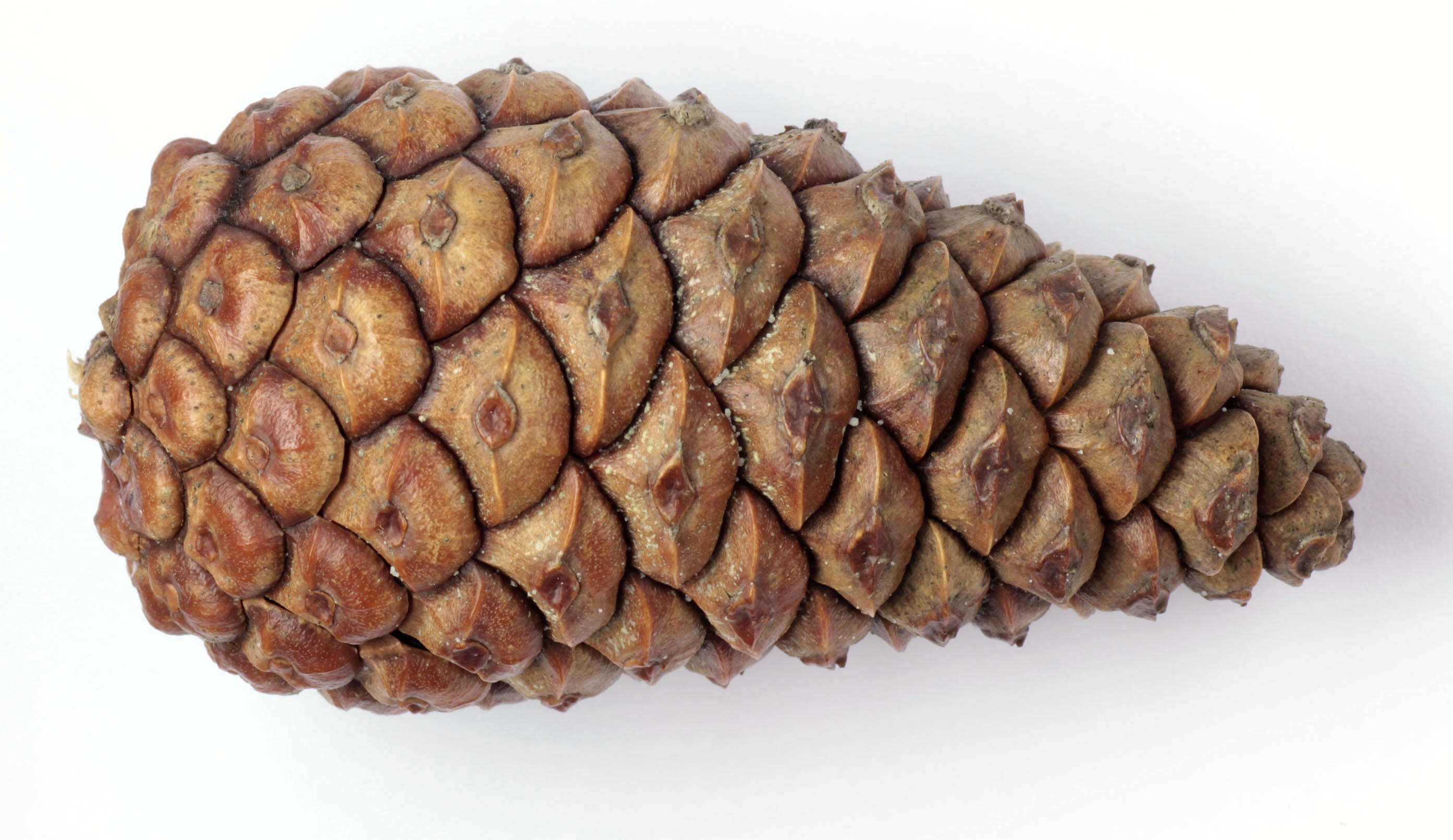 Image of Pinus nigra subsp. laricio (Poir.) Maire