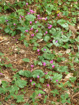 Image of <i>Cyclamen <i>repandum</i></i> subsp. repandum