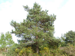 Image of Scotch Pine