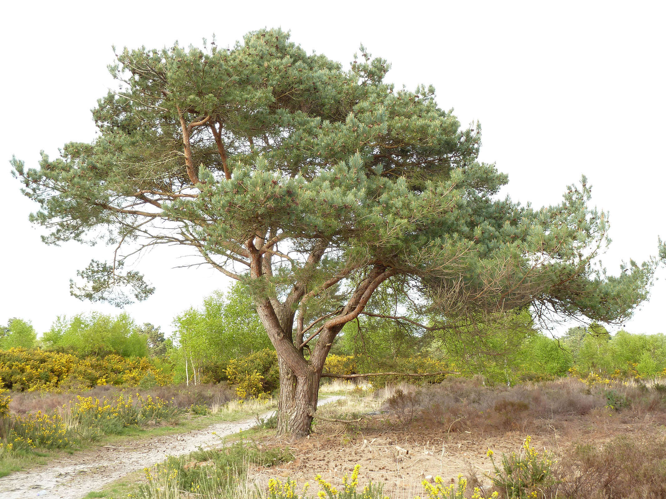 Image of Scotch Pine