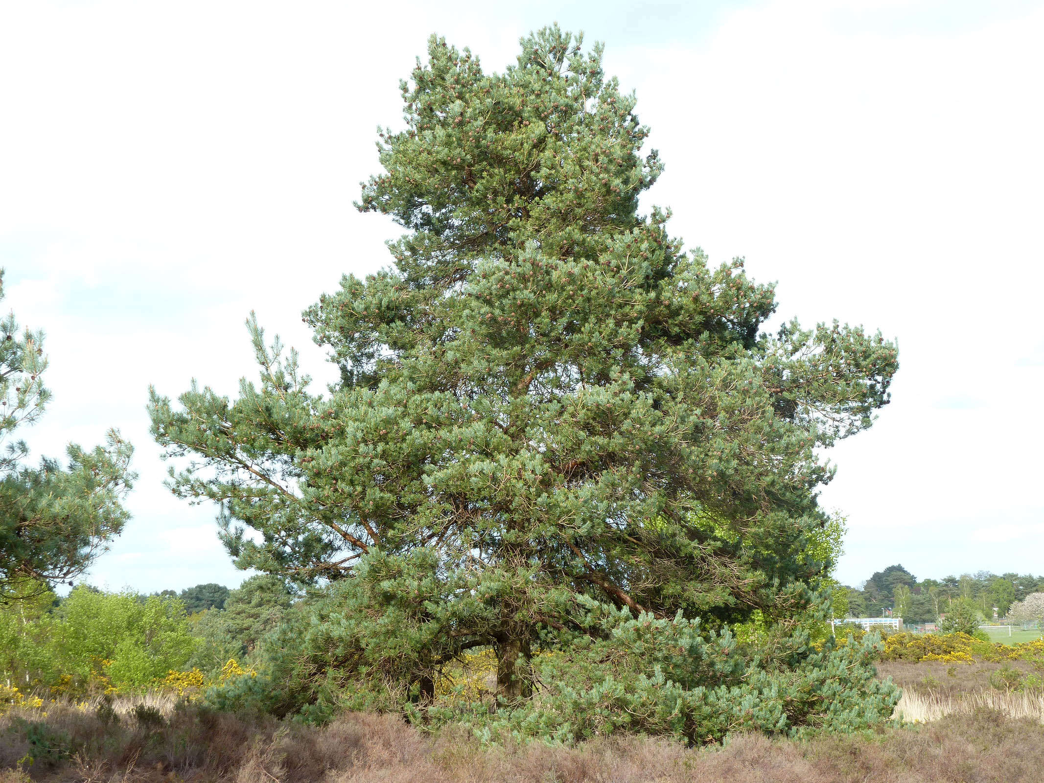 Image of Scotch Pine