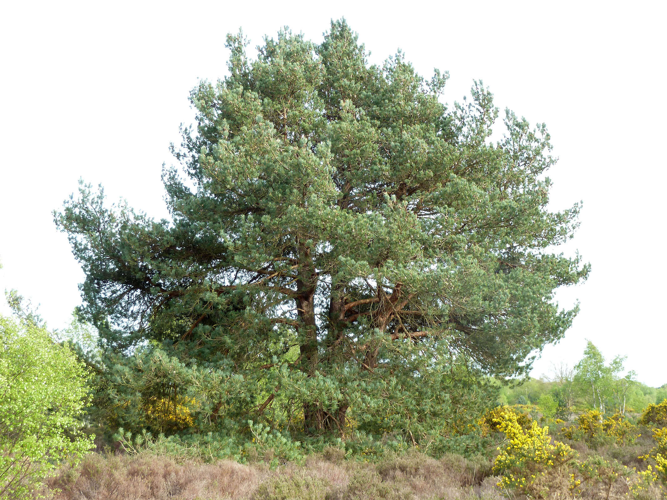 Image of Scotch Pine